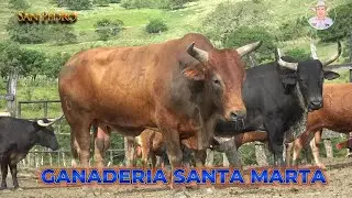 TOROS DE LA GANADERIA SANTA MARTA SAN PEDRO 2025
