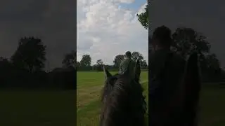 Friesen Atlari &uuml;zerinde Safari#horse #riding #horseriding
