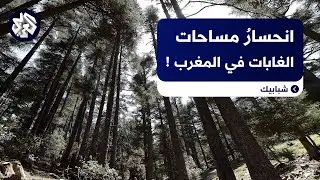 انحسار مساحات غابات أشجار الأرز في المغرب.. الأسباب والأخطار؟