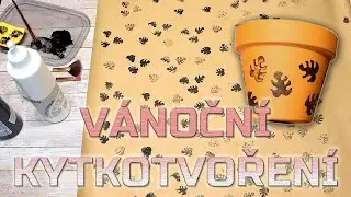 PLANTMAS 2022 - Vánoční kytkotvoření - Pokojovkové vlogmas