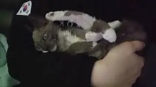 아빠의 온기를 느끼며~~!! #고양이 #고양이일상 #길냥이구조 #cat #냥춘기 #kitten #kitty #cute