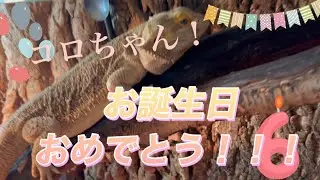 コロちゃん6歳のお誕生日おめでとう🎂#フトアゴヒゲトカゲ #爬虫類 