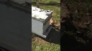 Bee Removal Arizona