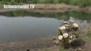 🚨😱 Naturschutz oder Zerst&ouml;rung am Schlossweiher in Rheinfelden-Minseln?