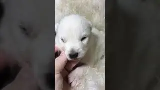 2 week old White Wolf Dog puppy