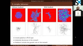 Morphogenesis of urban systems | Michele Tirico | Anthropolis Seminar 09/02/2022
