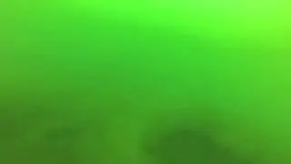 Browne Bear Diving - Detroit River Michigan