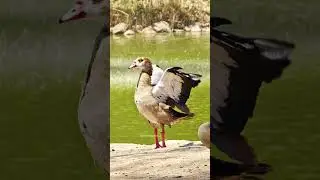 Duck flapping wings #nature #wildlife #duck #flap #wings #lake #bird HA89418