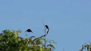 Scarlet-chested sunbird . Short video 4K-UHD Birds Photography | Wild Video | Wildlife Animals