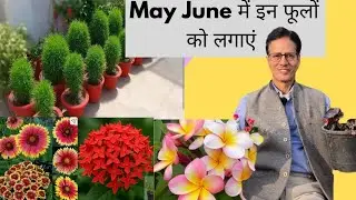 गर्मियों के फूलों की तैयारी करने का सही time | Summer flowers | fertilizer | Soilmix | Rooftop 