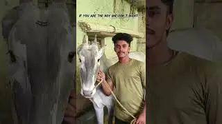 #cow #animals #farming #hallikar #dboss #foryou #viral #viralshorts #vartursanthosh #famous #money
