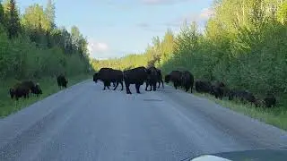 bison, dehcho road blocks