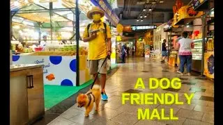 A dog friendly mall in Bangkok