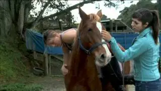 Week three with the Kaimanawa horses
