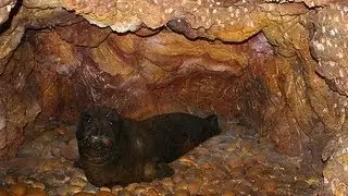 LAST OF THE CAVE SEALS