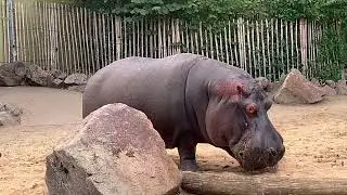 K&ouml;lner Zoo Flusspferd Nilpferd Baby steht ung&uuml;nstig HD Tiervideo