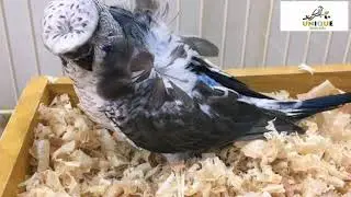 Black wing Bujri Cross Breed information