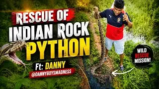 Rescue of Indian Rock Python Ft. Danny @DannyBoysMadness #indianrockpython #python #snake