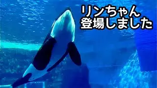 Косатка Линн-тян эффектно появилась в аквариуме порта Нагоя.