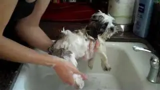 Shih Tzu - Cooper's first bath