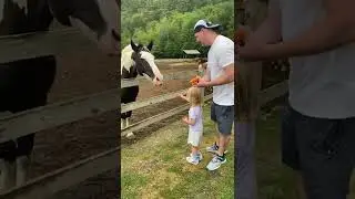 Feeding carrots to horses