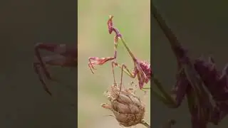 EMPUSA PENNATA