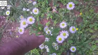 Daisy Fleabane - Erigeron annuus