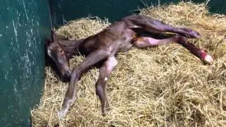 Il puledro neonato cerca di alzarsi