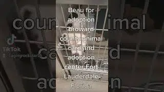 Beau for adoption!! Broward Animal Care and Adoption Center Fort Lauderdale Florida