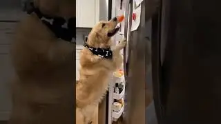 day 6 of random dog video's #dog #funny #puppy