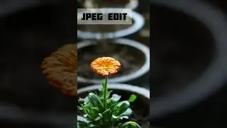 Raw vs Jpeg Edit vs Raw Edit | File Comparison. #shorts #photography #beforeandafter #photoedit