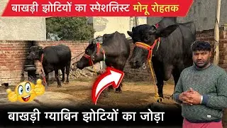 🔴बाखड़ी ग्याबिन झोटियों का जोड़ा👉भाई मेरी हर बाखड़ी झोटी ग्याबिन चेकपास मिलेंगी।MONU ROHTAK☎️9466818807