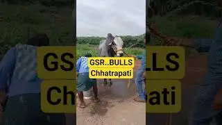 GSR..BULLS