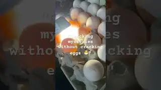 This is how we should check the eggs with flash light before buying it