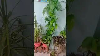 plants after monsoon 😀