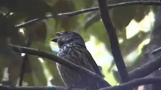 Tooth-billed Bowerbird