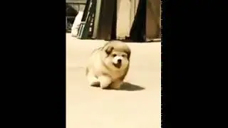 Latest  Animal Dance song | Status