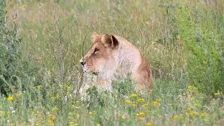 Animal Defenders International 2022 in pictures