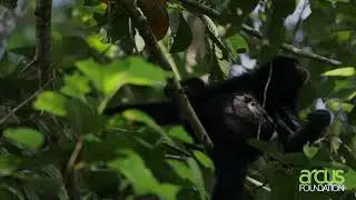 Dr. Susan Cheyne on Gibbon Behavior, Biology, and Conservation Needs