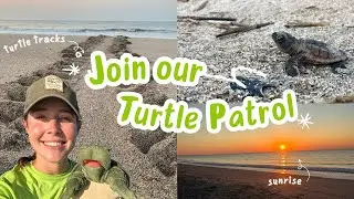 Sea Turtle Patrol 🐢 | Join with with Miss Murtle