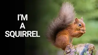 Funny Squirrel Tells You Its Secrets! 🥜
