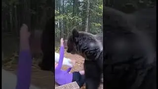 Cat Saves Jogger from Bear Attack &mdash; Trail Cam Rescue!