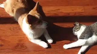 How to make tea ft. cat