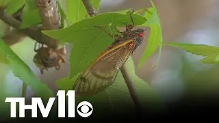 Singing cicadas stage comeback in Arkansas