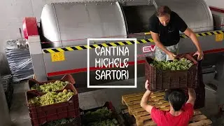 Vendemmia sui campi delle 