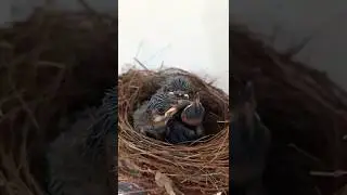 Shaan's Wonder World ! Pet World !! Nesting @ My Nest.. !!!