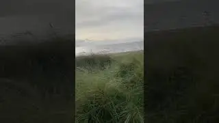 Sandy Sea Dogs