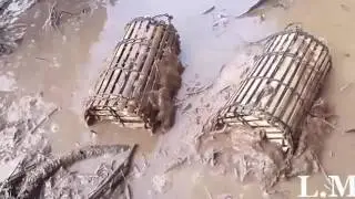 Amazing Frog Trap Trapping Mud Frog And How To Set The Trap Khmer