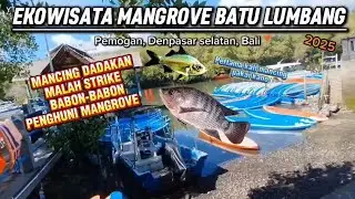 ‼️MANCING DADAKAN MALAH STRIKE BABON-BABON PENGHUNI MANGROVE | EKOWISATA MANGROVE BATU LUMBANG BALI📍