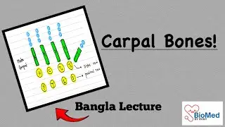Carpal Bones | Upper Limb Anatomy | Bangla Lecture 